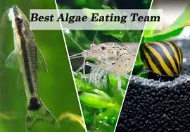 types of algae best algae eating team