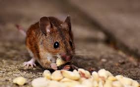 Ways to keep mice out, including the use of peppermint oil as a natural repellent. Mice How To Identity And Get Rid Of Mice In The Garden And Home The Old Farmer S Almanac