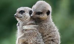 「different types of meerkats」の画像検索結果