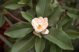 Southern magnolia is native primarily within a wide band from eastern texas to southern south carolina. Sweetbay Magnolia Is An Excellent Native Tree