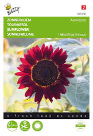 Pick a dwarf variety of sunflowers for best results, since larger varieties grow best in the ground. Sunflower Seeds For Red Sunflowers Dutch Garden Seeds