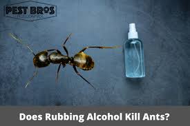 does rubbing alcohol kill ants