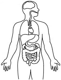 dibujos de organos cuerpo humano para