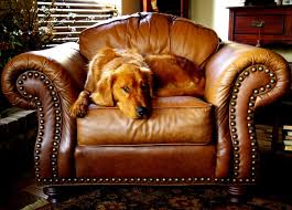You may need to buy different models, sizes, and textures to make them more appealing to the cat. How To Remove Scratches From Leather Furniture Leather Scratch Repair