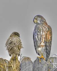 Even though the cooper's hawk is larger than a sharpie, both species are so dimorphic in size that a male cooper's and a female sharpie can weigh. Immature Cooper S Hawk Sharp Shinned Hawk Comparison Cooper S Hawk Sharp Shinned Hawk Hawk