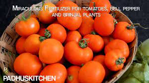 miraculous fertilizer for tomato