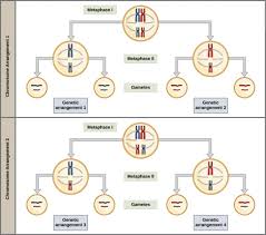 meiosis i principles of biology