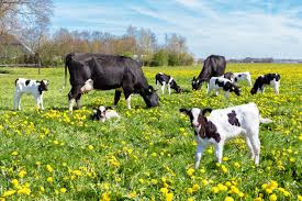 crops feed for cattle to increase milk