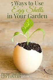 5 ways to use egg ss in your garden