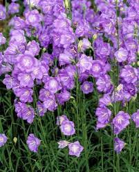 It will tolerate some sun, but its best color typically occurs in shade. 7 Perennials That Will Bloom Multiple Times This Summer Flowers Perennials Plants Shade Plants