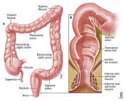 Small And Large Intestine Johns Hopkins Division Of