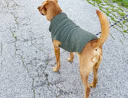 Dog Sweater Knitting Pattern Straight