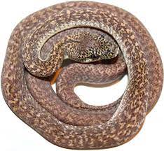 granite carpet python traits morphpedia