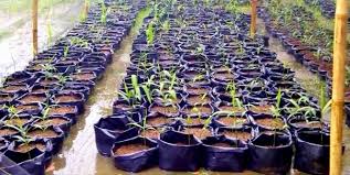 6 cara praktis menanam jahe bisa di dalam pot, polybag atau di lahan terbuka jahe adalah tanaman rimpang yang sangat. Tips Sukses Cara Menanam Jahe Merah Dilengkapi Gambar Dan Video
