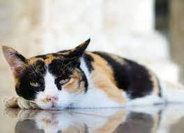 low blood potium in cats petmd