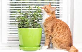 Is Mint Poisonous To My Cat Cat World