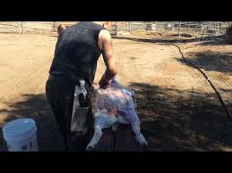 Full Butcher Of A Meat Goat Youtube