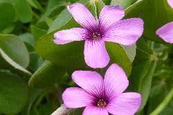 Taxon Profile | Oxalis articulata - Flora of New Zealand