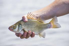 freshwater drum fish facts