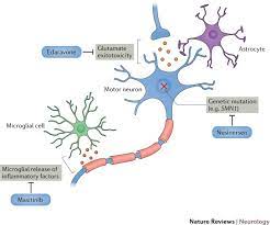 therapy in motor neuron disease