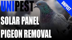 We get asked alot how to get stop pigeons from getting under solar panels and the easiest solution is by installing critter guards. How To Remove Pigeons From Under Solar Panels Youtube