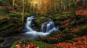 nature waterfall forest leaf fall