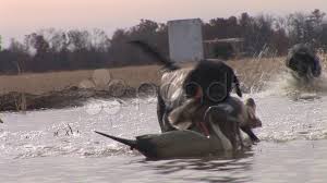 duck hunting dog stock video pond5