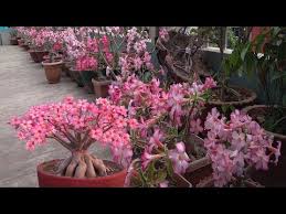 Get Tons Of Adenium Flowers 3 Simple