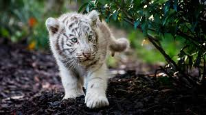 white tiger cub walking