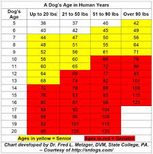 Age Chart In Human Years For Most Dogs Page 1