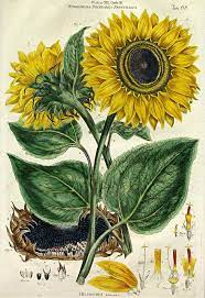 Sunflower 1777 Botanical Drawings