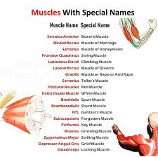 The skeletal muscle's anatomical location or its relationship to a particular bone often determines its name. Interesting Names Of Different Physio Life Organization Facebook