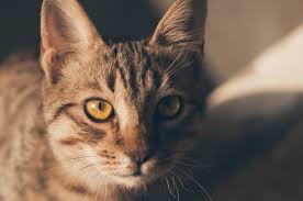 It's made by grounding almonds, blending them with water and then straining the mixture to come out with a product that's similar to regular milk. The Cats And The Almond Milk Is Almond Milk Being Safe For Cats By Anaskhan Medium