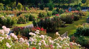 International Rose Test Garden Pictures