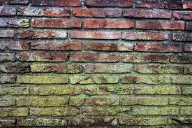 remove mold from bricks