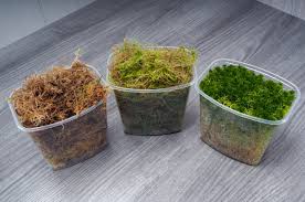 7 reasons to grow sphagnum moss how
