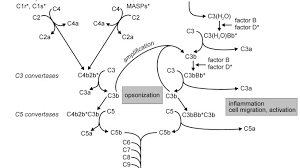 Complement Pathways Types Functions And Regulation Learn