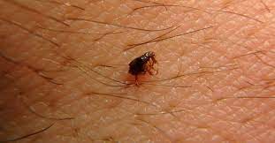 dog lice vs fleas what s the