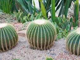While most cacti plants are known to be desert plants, they can grow and thrive in a home environment too. Fungal Diseases Of Barrel Cactus Learn About Pythium Rot Symptoms And Control