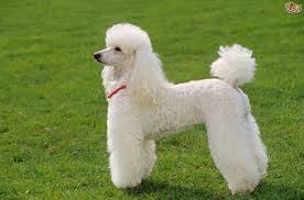 Miniature Poodle Dog Breed Facts Highlights Buying