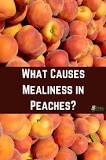 Why are my fresh peaches mushy?