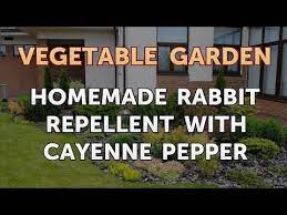 Homemade Rabbit Repellent With Cayenne