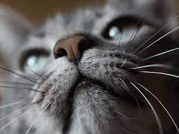 a cat s nose can find disease disaster