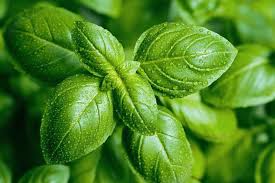 Basil Plant (Ocimum Basilicum): Nutrition, Health Benefits and More