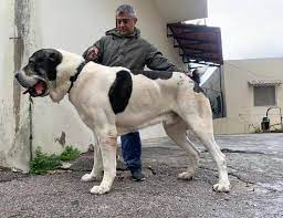 The result is a very smart, obedient, and trustworthy dog. Alabai Ballouz Home Facebook