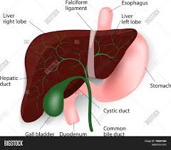 Browse our human liver diagram images, graphics, and designs from +79.322 free vectors graphics. Human Liver Anatomy Vector Photo Free Trial Bigstock