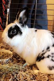 Students can reap all the benefits of consistent animal contact without the drawbacks of having their. Marlon Bundo Wikipedia