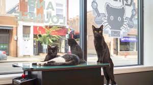 We don't have all the food and fanfare you may see in a typical cat cafe overseas because no reservations accepted at this time. Adopt A Furrever Friend At A Cat Cafe In Chicago Urbanmatter