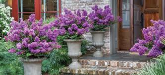 7 Tall And Slender Shrubs For Tight Spaces