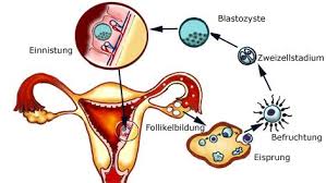 Wann kann eine frau sicher nicht schwanger werden (im hinblick auf den menstruationszyklus)? Fruchtbare Tage Netdoktor